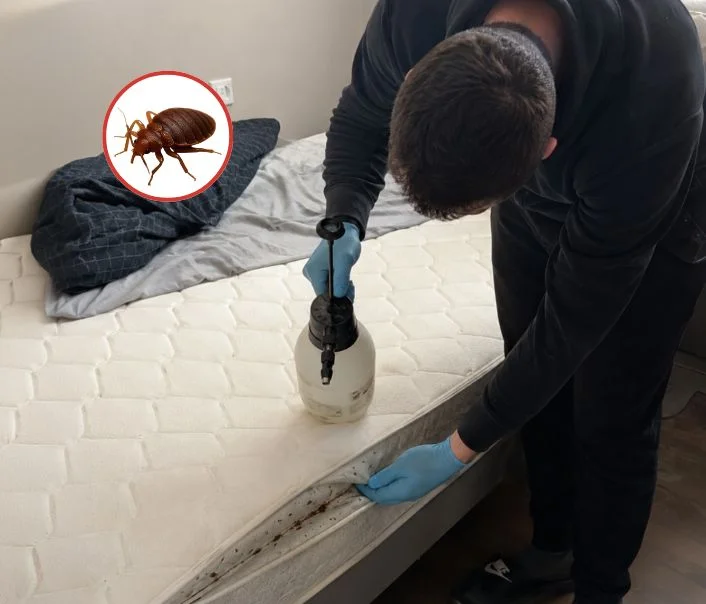 Technicien traitant un matelas contre les punaises de lit à Vanves